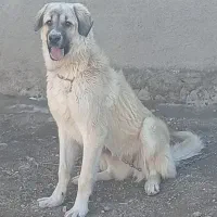 ماده عراقی 15ماهه