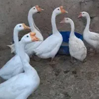 قوغاز گردن ماری اصل