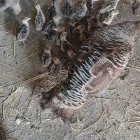 جوجه بوقلمون و جوجه مرغ محلی