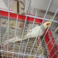 عروس هلندی نر یکساله سخن گو آواز خوان