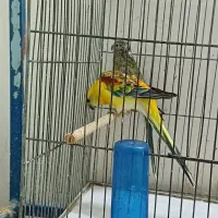 پرنده طوطی آوازه خوان