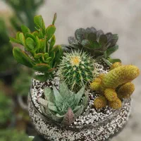 لوکس ترین هدیه روز مادر - تراریوم و دیش گاردن|گل و گیاه طبیعی|کرمانشاه, |دیوار