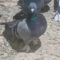 دونی ۷۰۰|پرنده|شهرکرد, |دیوار