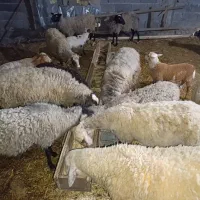 گوسفند رومانوف نر رومن و بره ها رومن رومانوف