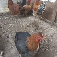 ۴تا مرغ یک خروس فروشی