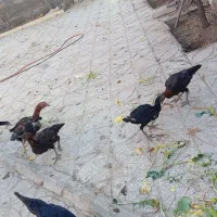 جوجه لاری|حیوانات مزرعه|بیرجند, |دیوار