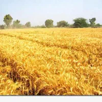 فروش زمین کشاورزی