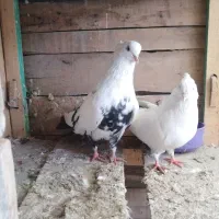 دم سیاه نوک وچشم سفید