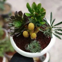 لوکس ترین هدیه روز مادر - تراریوم و دیش گاردن