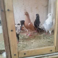 پنج تا ماده