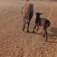 فروش میش بره دار و آبس|حیوانات مزرعه|گنبد کاووس, |دیوار