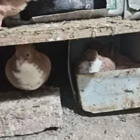 کفتر رسمی زرد گلی رسمی کلاهی 22جفت نرماده عروسک|پرنده|کرمان, |دیوار