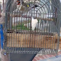 سهره سرسیاه نر