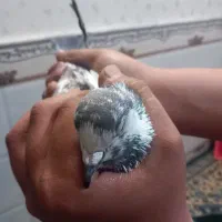 نر.|پرنده|قم, محمد آباد|دیوار