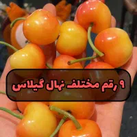 فروش نهال صنوبر ترکیه نگرا و کبوده با قیمت عمده