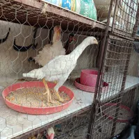 دوتا مرغ لاری پنج ماهه نسل عالی|حیوانات مزرعه|بومهن, |دیوار