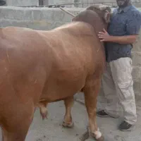 چهار راس گوساله نر سیمینتال جنس وزن 380تا 400|حیوانات مزرعه|حمیل, |دیوار