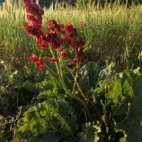 زمین کشاورزی مناسب برای خانه باغی