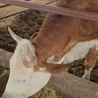 فروش گاو و تلیسه آبستن