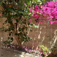 فروش-مغازه
