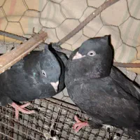 یه جفت نوچه زاغ ابادانی