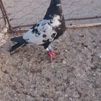 شتری سیاه