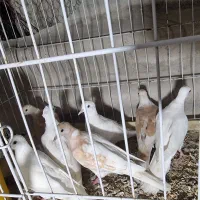 کبوتر خانگی|پرنده|میناب, |دیوار
