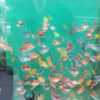 انواع گیاهخوار و گوشتخوار جدید