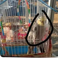 عروس هلندی گمشده