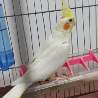 طوطی عروس لوتینو|پرنده|رشت, یخسازی|دیوار