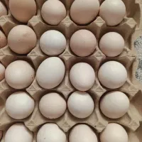 تخم مرغ کاکلی و گیلی نطفه دار