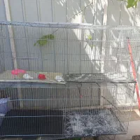 قفس جوجه پرون یک متری،قفس عروس وکاسکو وقفس سهره