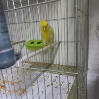 قناری و عروس|پرنده|تبریز, |دیوار