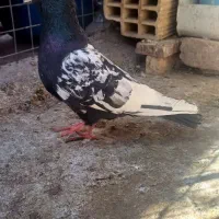 سینه ای|پرنده|بم, |دیوار