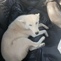 سگ هاسکی ماده