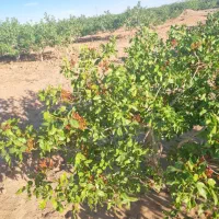 نیم حبه زمین پسته در رباط