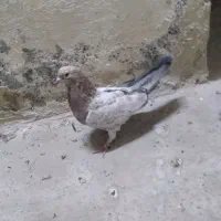 سرور|پرنده|وحیدیه, |دیوار