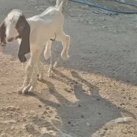 بز کهره دار|حیوانات مزرعه|برازجان, |دیوار