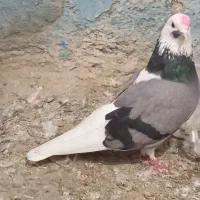 ۲۰ عدد کبوتر اوچان اویناق