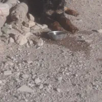 ژرمن شپر یازده ماهه