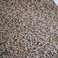 گندم|خدمات باغبانی و درختکاری|شازند, |دیوار
