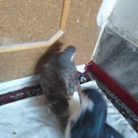 کفتر معاوضه