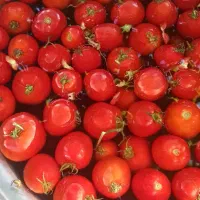 گوجه ربی فریمان با آبگیری رایگان درب منزل|عمده‌فروشی|مشهد, استاد یوسفی (شهرک غرب)|دیوار