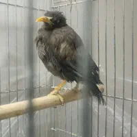 مرغ مینا|پرنده|قم, وادی السلام|دیوار