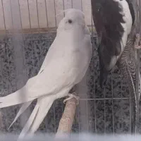 فروش عروس هلندی در نژاد های مختلف|پرنده|بوانات, |دیوار