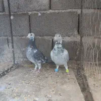 جفت سوسکی سبز ضمانتی