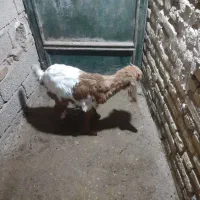 بیگ بز|حیوانات مزرعه|دزفول, |دیوار