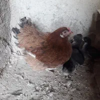 مرغ شمال باجوجه هاش|حیوانات مزرعه|هشتگرد, خور|دیوار