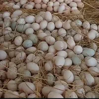 فروش تخم نطفه دار بوقلمون برنز و بیوتی|حیوانات مزرعه|تهران, بازار|دیوار