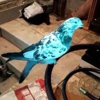 کبوتر اصفهانی